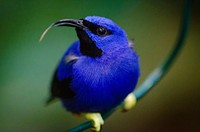 Free blue exotic bird image, public domain CC0 photo.