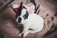 Free bulldog puppy sitting on cloth image, public domain animal CC0 photo.