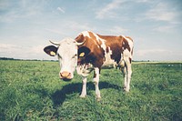 Free cow standing on grass field image, public domain animal CC0 photo.