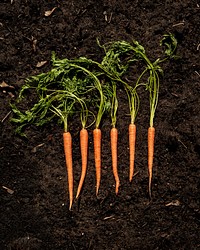 Free carrots on soil image, public domain food CC0 photo.