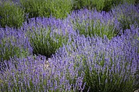 Free lavender image, public domain flower CC0 photo.