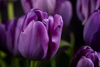 Free purple tulip image, public domain flower CC0 photo.