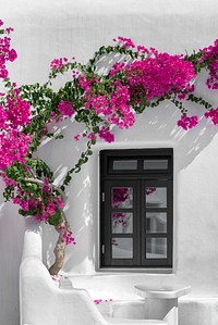 Free pink flower and window image, public domain spring CC0 photo.