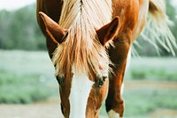 Free image of brown horse in grass, public domain animal CC0 photo.