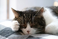 Free cute cat taking a nap image, public domain CC0 photo.