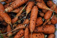 Free carrots in soil image, public domain vegetables CC0 photo.