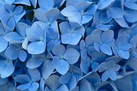 Free blue hydrangea background image, public domain flower CC0 photo.