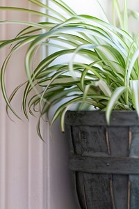 Free potted Spider Plant image, public domain botanical CC0 photo.