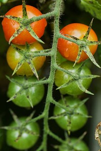 Closeup of unripe cherry tomatoes on a stem.
