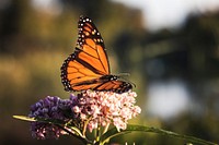 Free monarch butterfly image, public domain animal CC0 photo.