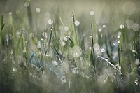 Free wet grass bokeh image, public domain plant CC0 photo.