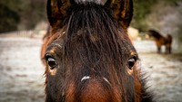 Free horse portrait face photo, public domain animal CC0 image.