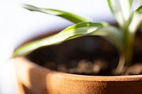 Free potted Spider Plant image, public domain botanical CC0 photo.