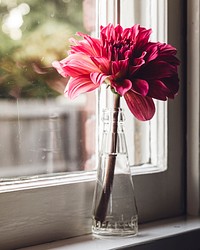 Free pink dahlia in glass vase image, public domain flower CC0 photo.