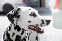 Free dalmatian dog image, public domain animal CC0 photo.