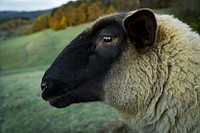 Free sheep image, public domain animal CC0 photo.