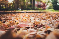 Free fallen leaves on ground photo, public domain nature CC0 image.