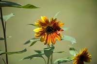 Free sunflower image, public domain flower CC0 photo.