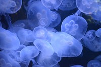 Free jelly fishes image, public domain animal CC0 photo.