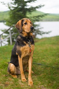 Free black and brown dog sitting on lawn image, public domain animal CC0 photo.