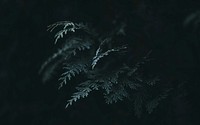 Free cedar leaf image, public domain plant CC0 photo.