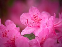 Free pink cherry blossom image, public domain flower CC0 photo.