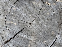 Tree Stump Background 