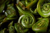 Free fiddlehead image, public domain food CC0 photo.