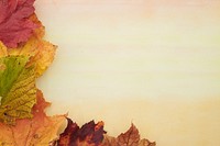 Free closeup on autumn leaves photo, public domain nature CC0 image.