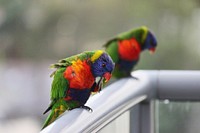 Free colorful exotic birds image, public domain CC0 photo.