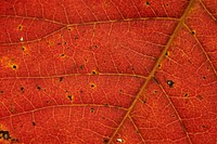 Free closeup on autumn leaf photo, public domain nature CC0 image.