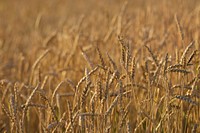 Free autumn wheat background public domain CC0 photo.