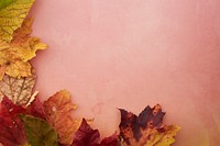 Free autumn leaves on pink background photo, public domain nature CC0 image.