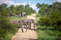 Free African elephant herd image, public domain wild animal CC0 photo.