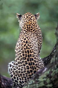 Free jaguar image, public domain wild animal CC0 photo.