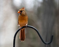 Free beautiful brown bird image, public domain CC0 photo.