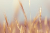 Free wheat crop farmland blur public domain CC0 photo.