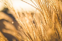 Free autumn wheat background public domain CC0 photo.