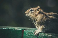 Free chipmunk closeup, public domain animal CC0 photo.