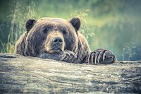 Tired Large Bear Forest Log 