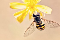 Free close up bee on flower image, public domain animal CC0 photo.