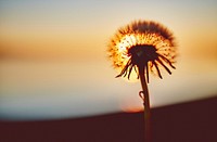 Free dandelion silhouette at sunset image, public domain nature CCO photo. 