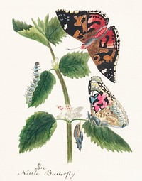 Antique watercolor illustration of nettle butterfly in various life stages published in 1824 by M.P. Original from New York public library. Digitally enhanced by rawpixel.