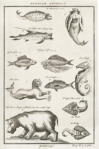 Vintage Illustration of fish and other African animals published in 1745-1747 by <a href="https://www.rawpixel.com/search/Thomas%20Astley?&amp;page=1">Thomas Astley</a>. Original from New York public library. Digitally enhanced by rawpixel.