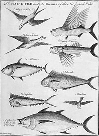 Vintage illustration of the flying fish and its enemies of the air and water published in 1745-1747 by Thomas Astley. Original from New York public library. Digitally enhanced by rawpixel.