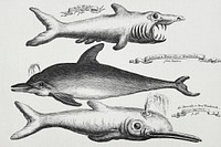 Vintage Illustration of fishes published in 1745-1747 by Thomas Astley. Original from New York public library. Digitally enhanced by rawpixel.