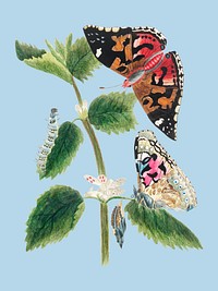 Antique watercolor illustration of nettle butterfly in various life stages published in 1824 by M.P. Digitally enhanced by rawpixel.