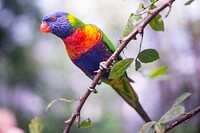 Free rainbow lorikeet on a branch portrait photo, public domain animal CC0 image.