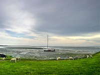 Free boat at Texel island with sheep on grass field image, public domain animal CC0 photo.