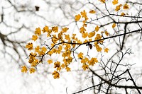 Branch with yellow leaves